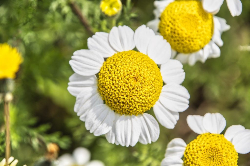 marguerites, flowers, white flowers